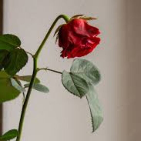 Meet your Posher, Winnie - Picture 1 of 1